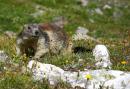 nature alpine 020 * 3022 x 2085 * (2.88MB)
